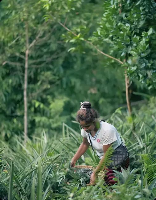 Women in farm